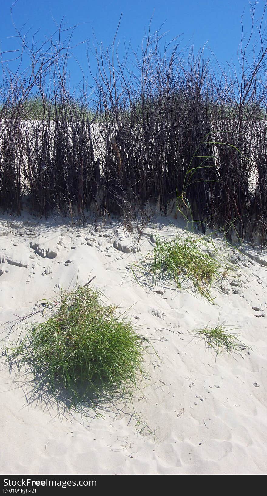 Protection for a Dune at the beach