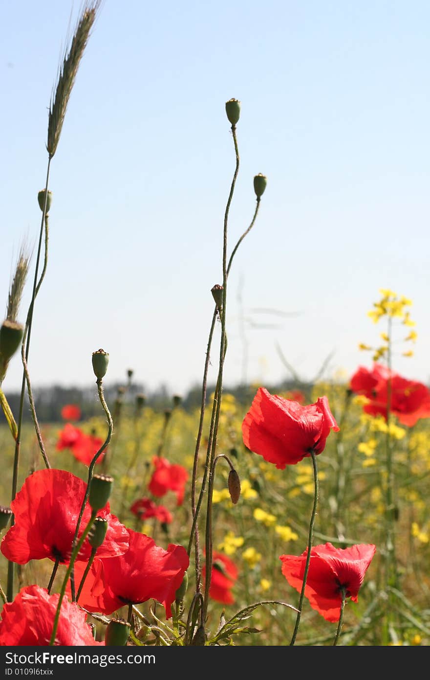 Shining red poppies in the background.