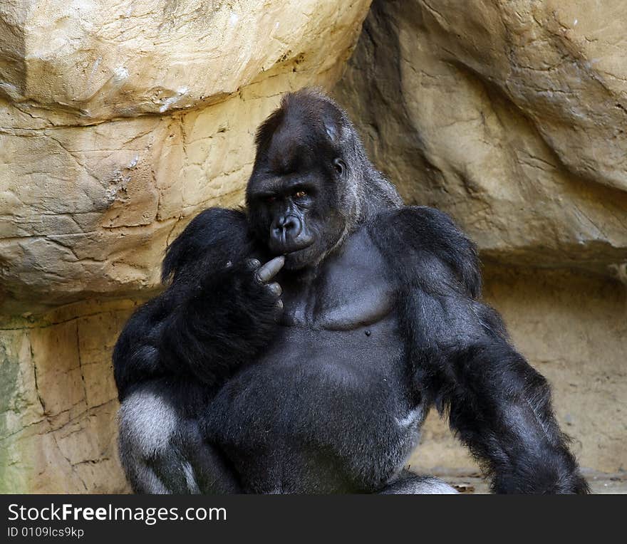 Male Gorilla appears to be gesturing with is middle finger. Male Gorilla appears to be gesturing with is middle finger