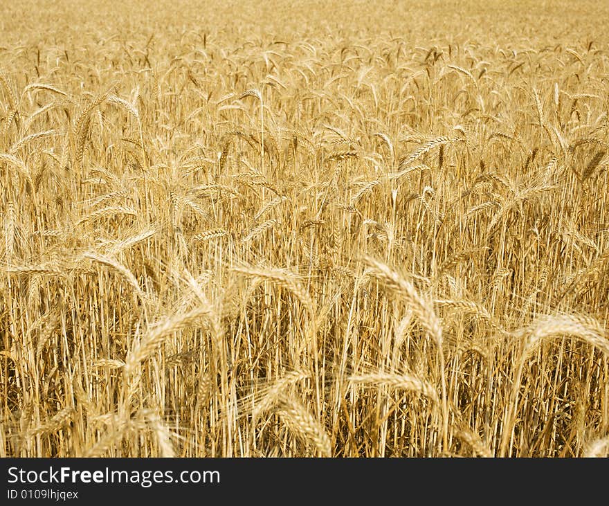 Clean view over a grain field. Clean view over a grain field