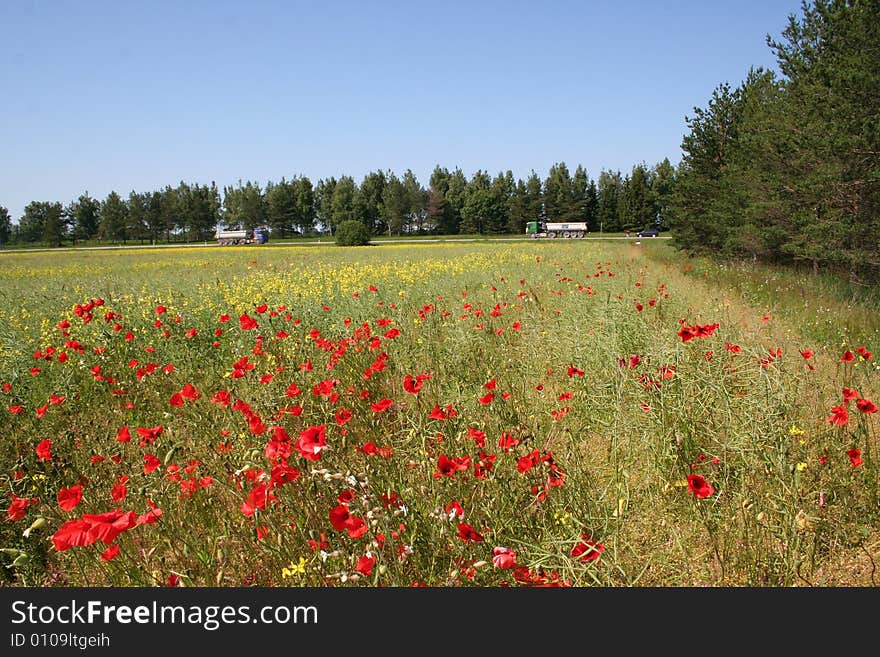 Shining red poppies in the background.