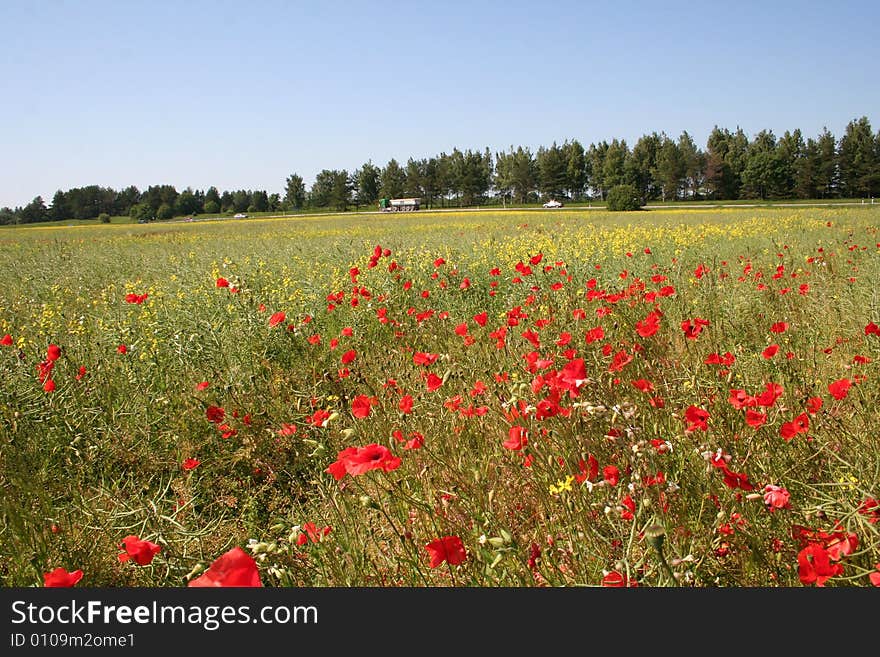 Blossoming multi-coloured meadow with poppies, behind road