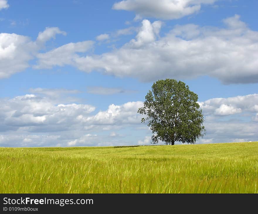 Tree On Wheat Field