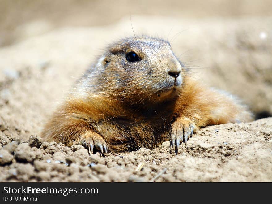 Prairie Dog