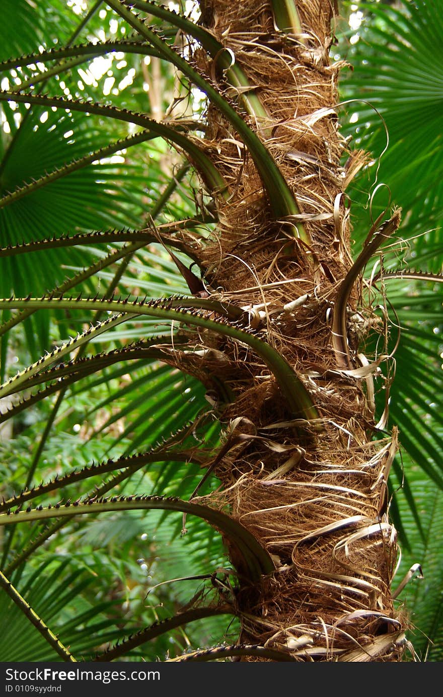 Brown and spiky, the trunk of the fan palm (Trachycarpus) looks pretty menacing. This particular plant was on display at the Bicentennial Conservatory, Adelaide, South Australia. Brown and spiky, the trunk of the fan palm (Trachycarpus) looks pretty menacing. This particular plant was on display at the Bicentennial Conservatory, Adelaide, South Australia.