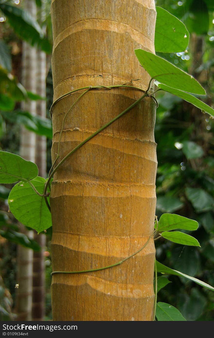 Stripy Alexandrae Palm