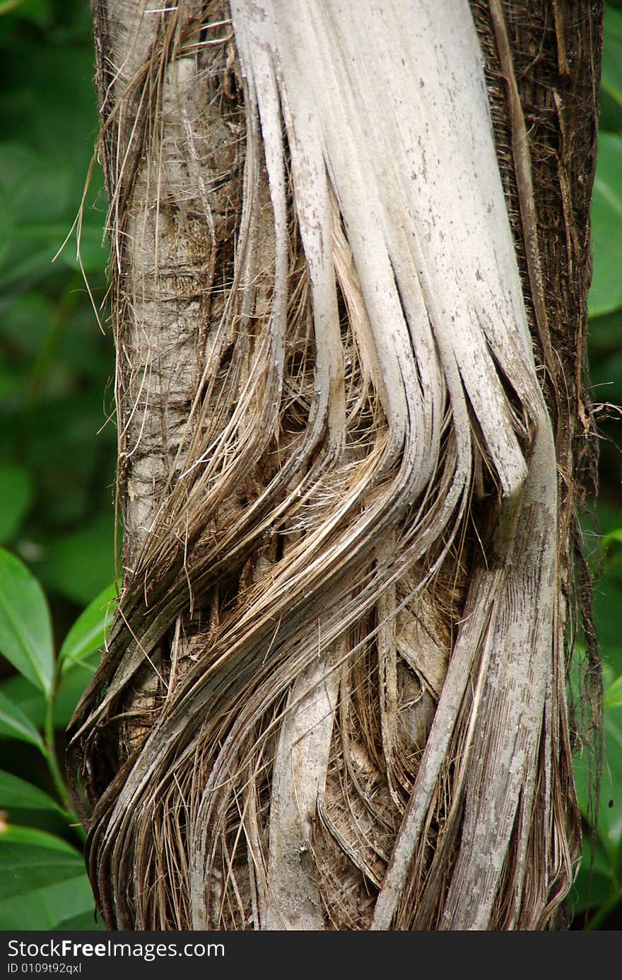 Frayed Palm Trunk