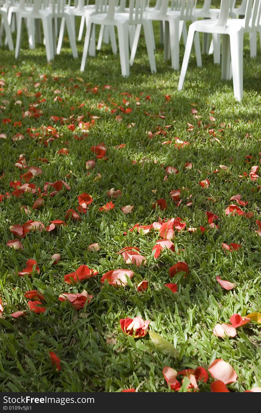 Red petal on green grass and chairs for a wedding ceremony. Red petal on green grass and chairs for a wedding ceremony