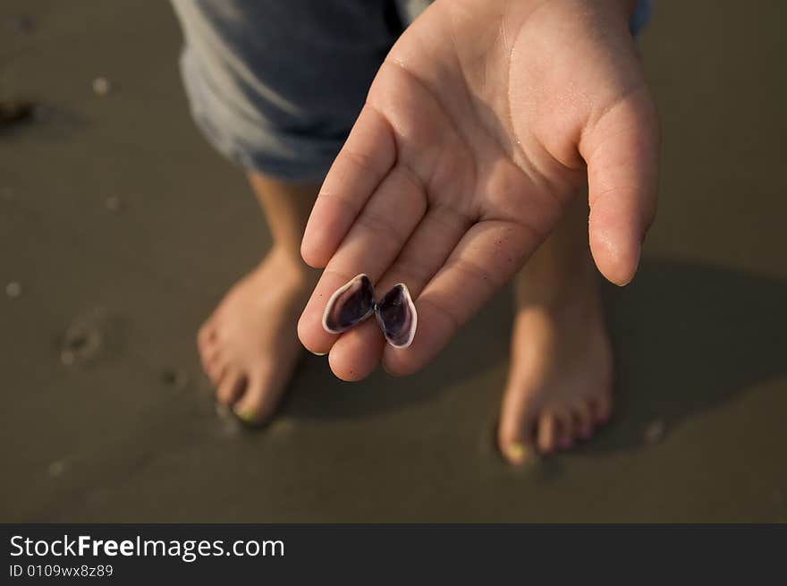 Picture of a shell collected on the beach by kids. Picture of a shell collected on the beach by kids