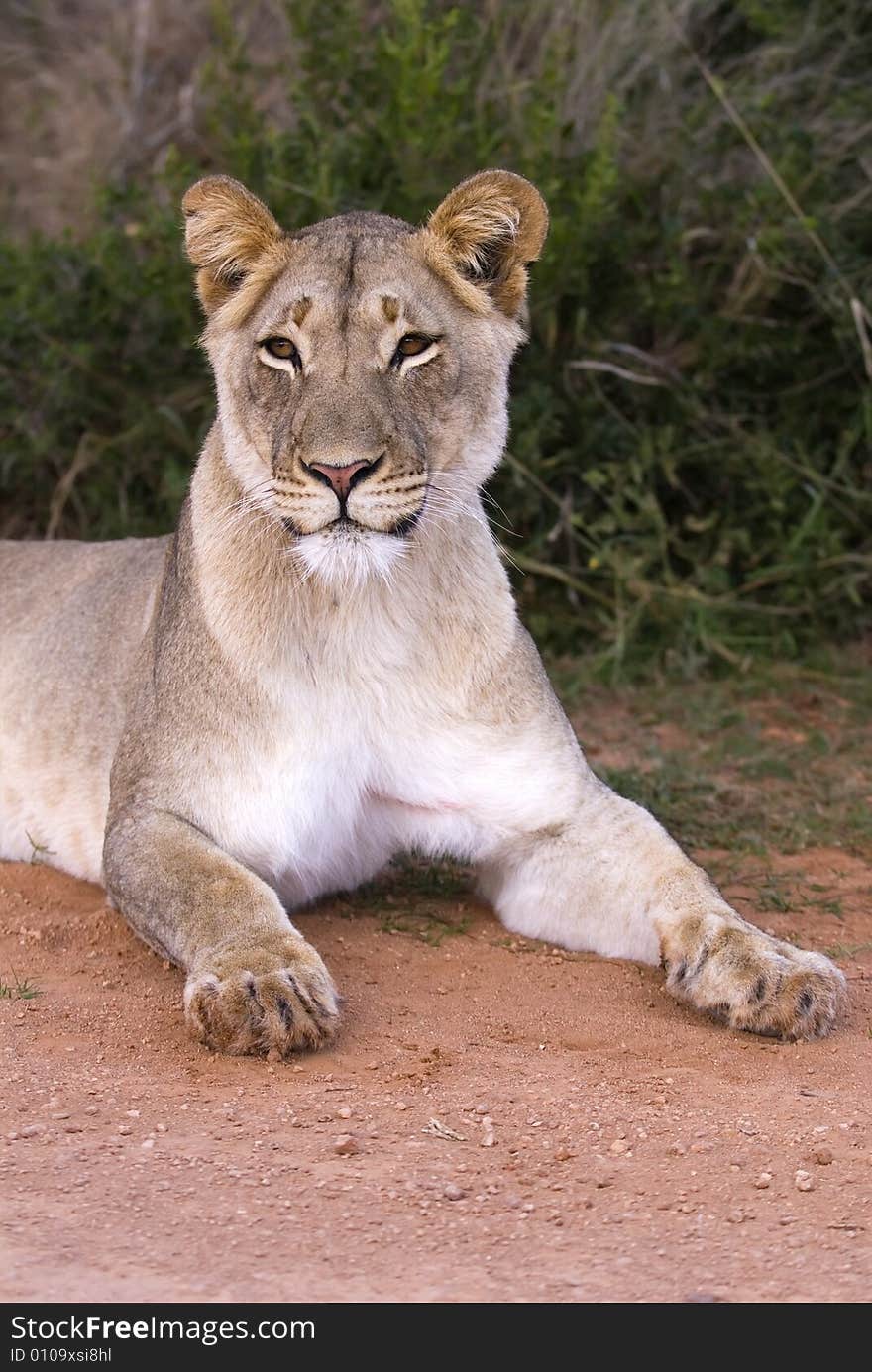 The alert lioness listens to the distant roars of her pride