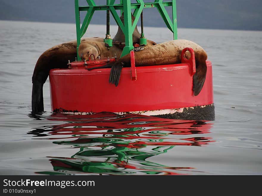 Sea Lions on Buoy