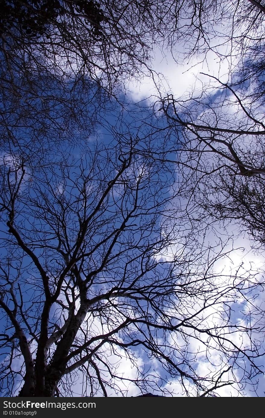 A beautiful view of the sky seen through the rustling leaves. A beautiful view of the sky seen through the rustling leaves