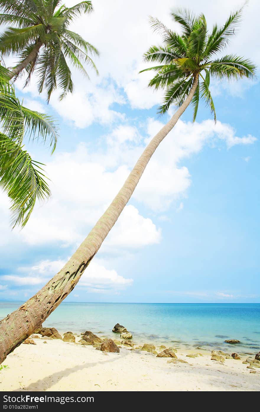 View of nice tropical empty sandy beach with some palm. View of nice tropical empty sandy beach with some palm