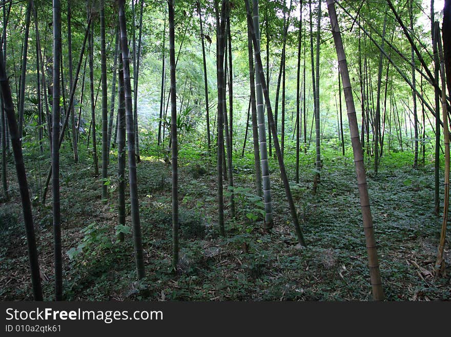 Bamboo in the zoo in shanghai