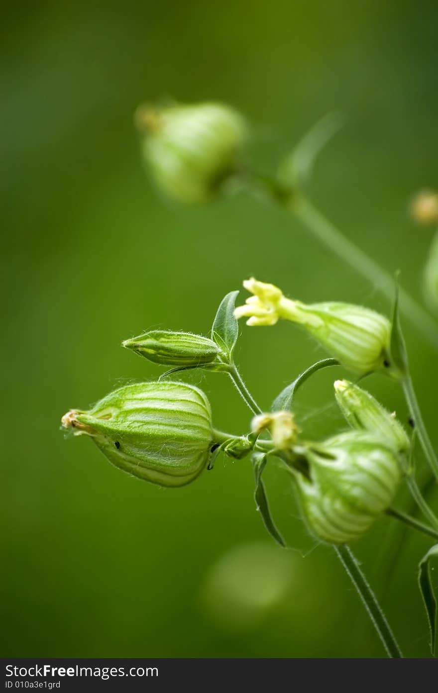 Blossoming physalis