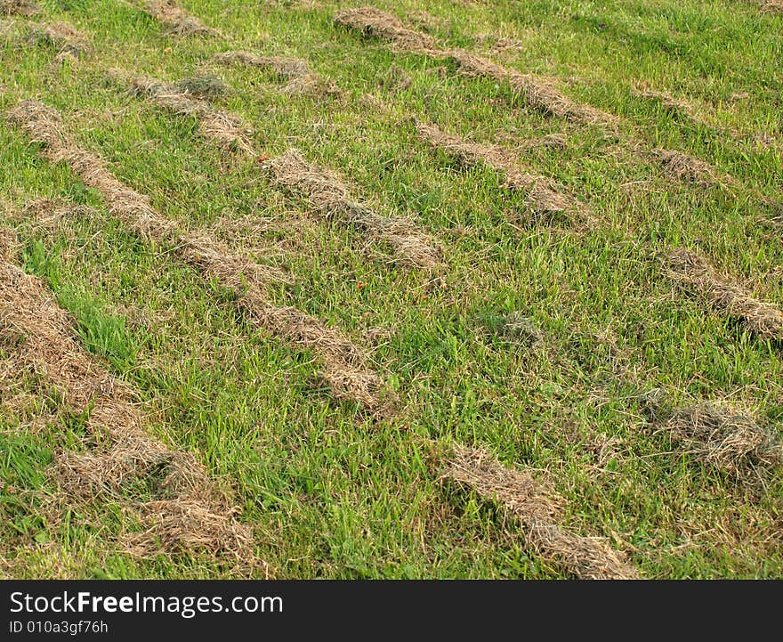 Dry Hay On A Green Grass