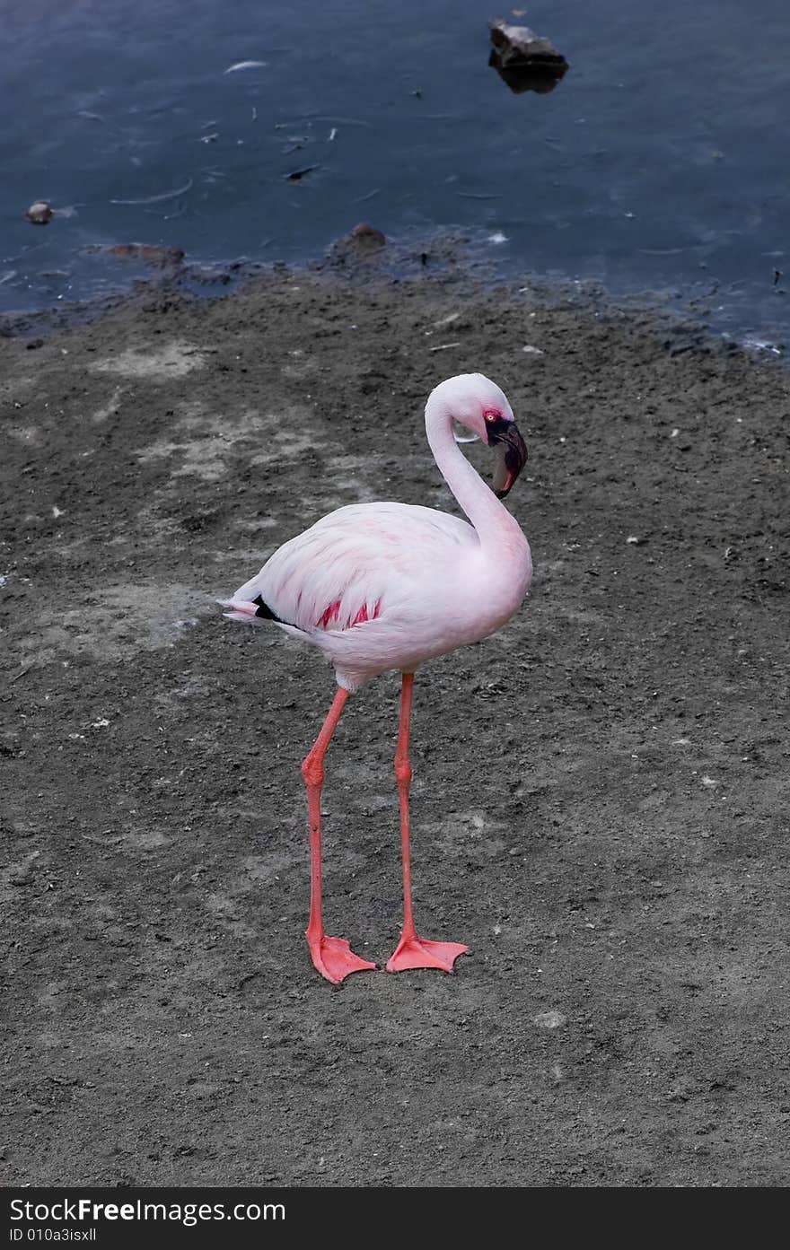 Pink Flamingo