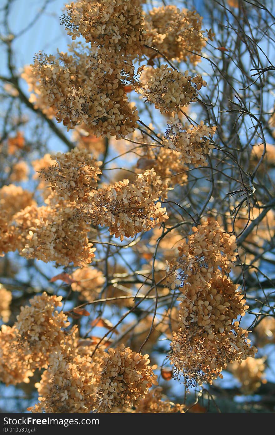 Bunch of Flowers