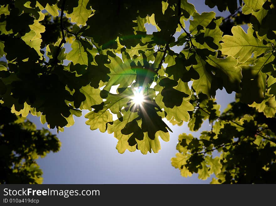 Leaves of oak and the sun and sky