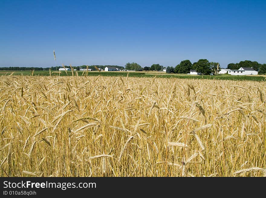 Farm Landscape