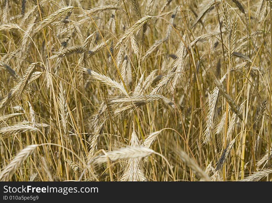 Wheat close-up in a farm