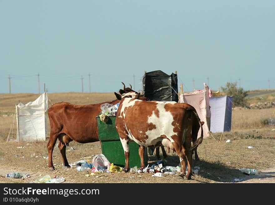 Hungry cow