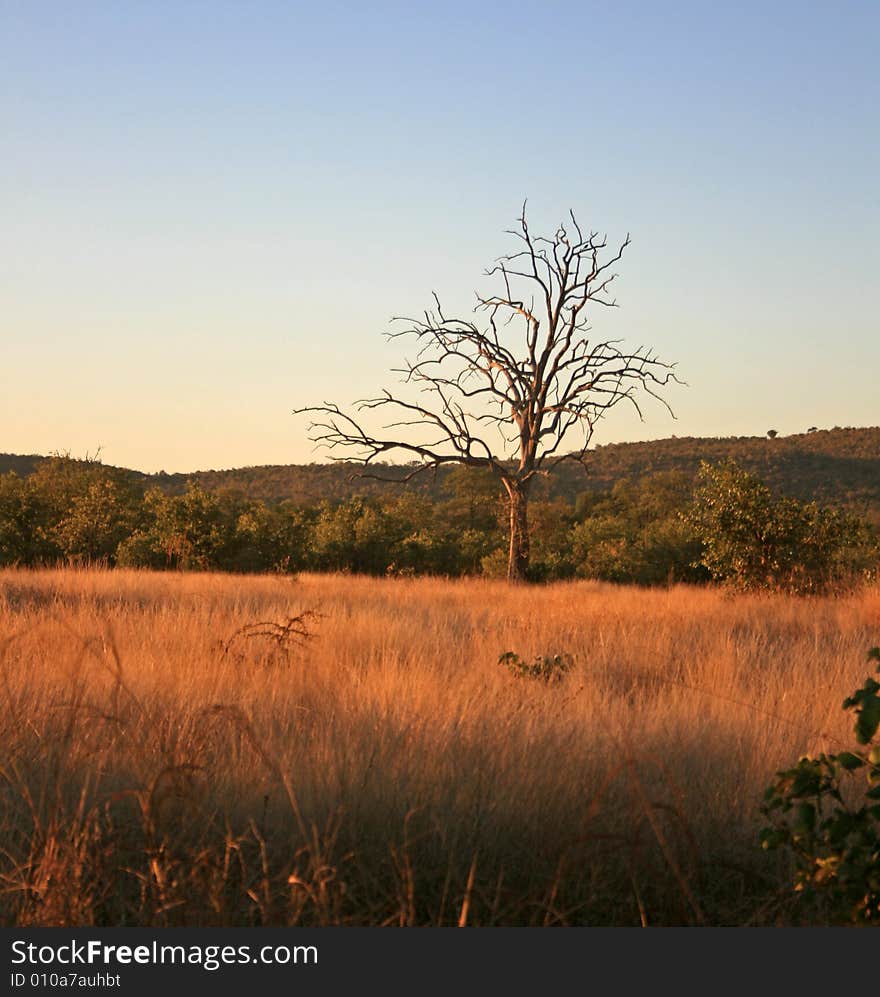 African Sunset