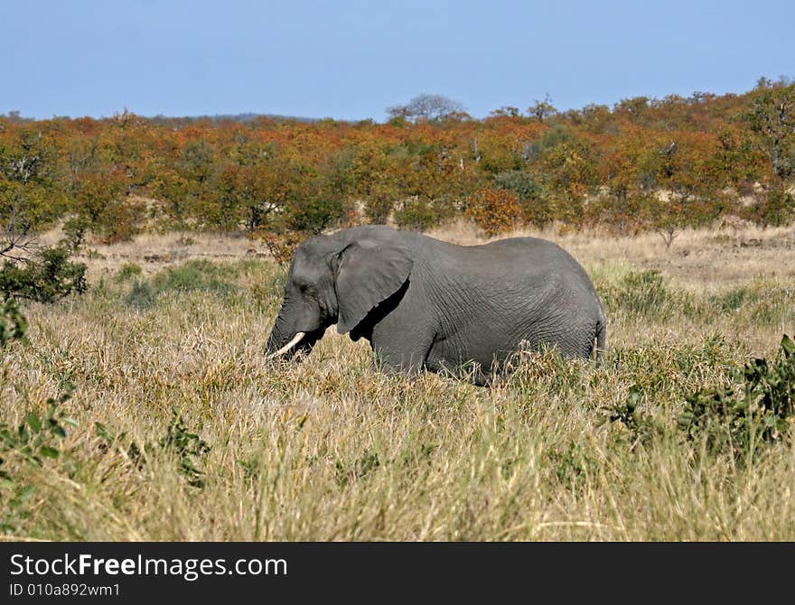 African Elephant Grazing