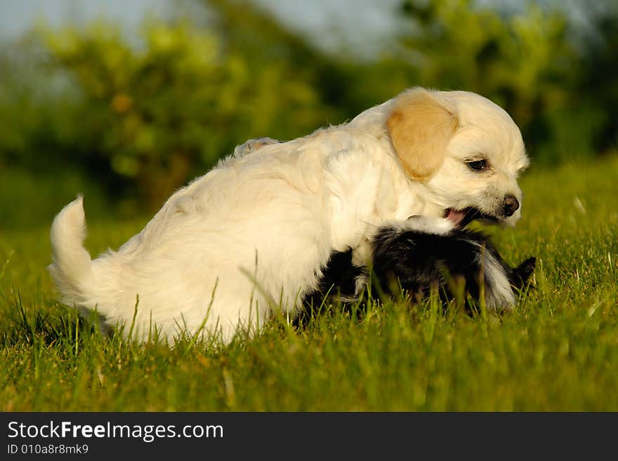 Two sweet puppies are playing and fighting in the sun. Two sweet puppies are playing and fighting in the sun