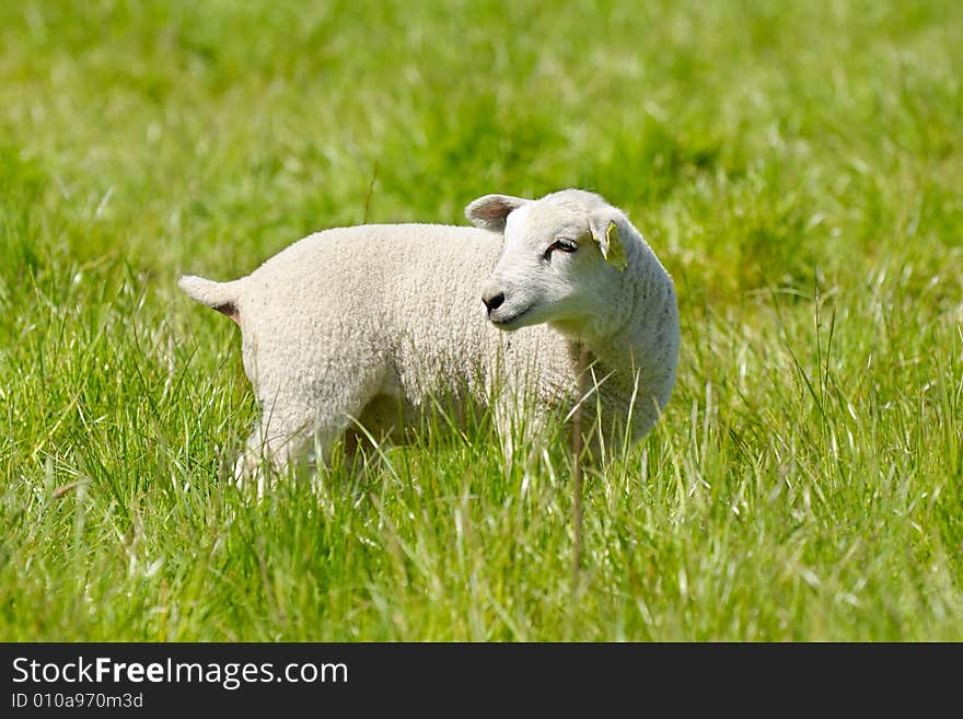 Lamb standing on green field looking. Lamb standing on green field looking.