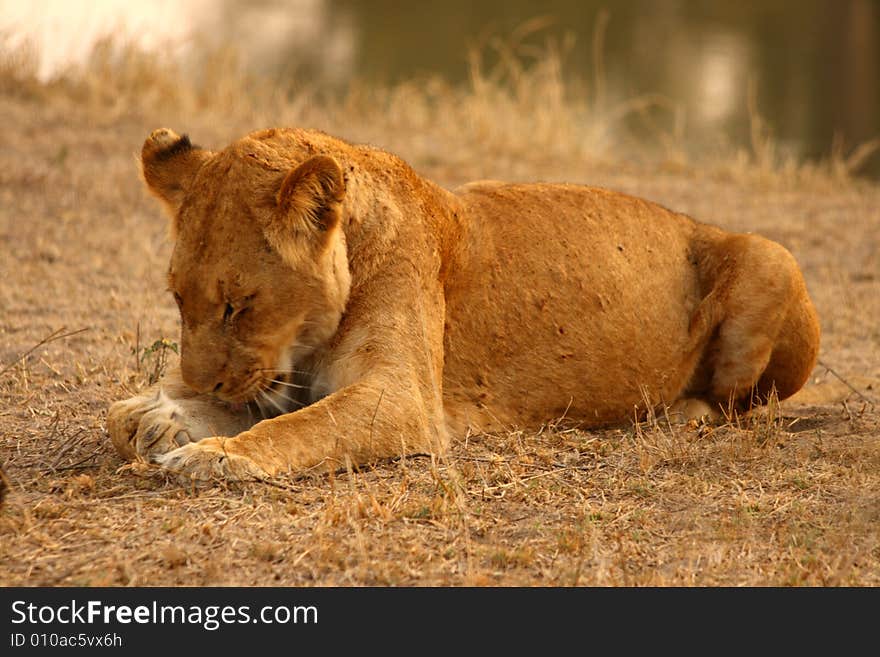 Lioness in Sabi Sands Reserve, South Africa. Lioness in Sabi Sands Reserve, South Africa