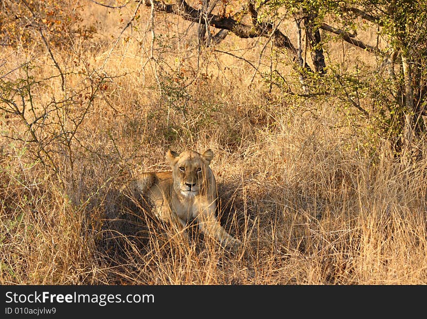 Lioness In Sabi Sands