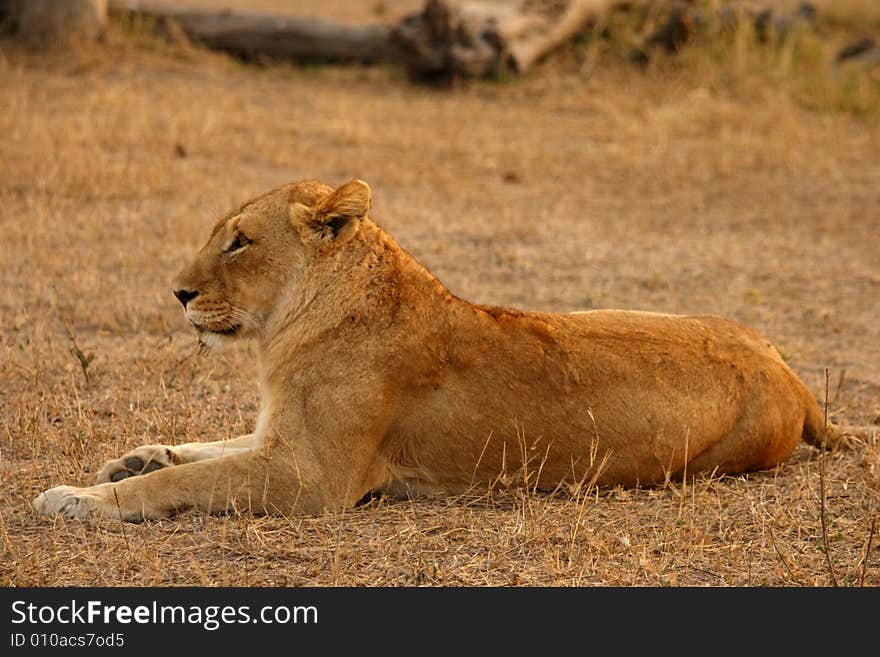 Lioness in Sabi Sands Reserve, South Africa