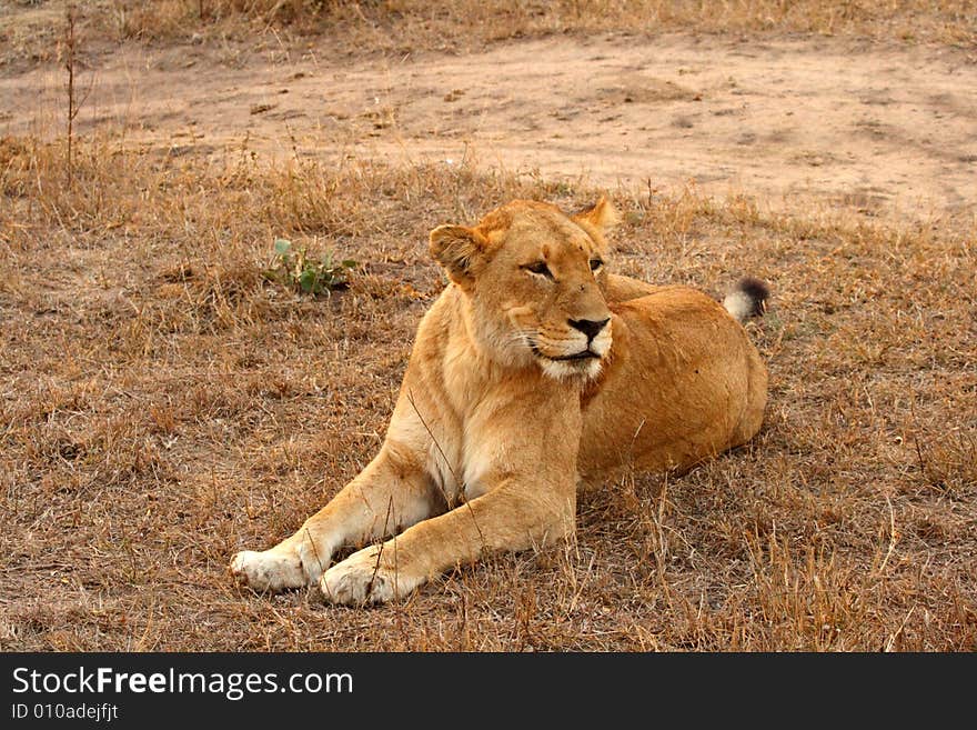 Lioness in Sabi Sands Reserve, South Africa