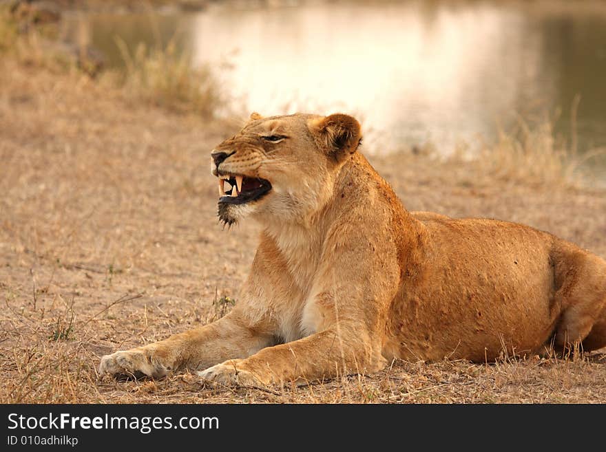 Lioness in Sabi Sands