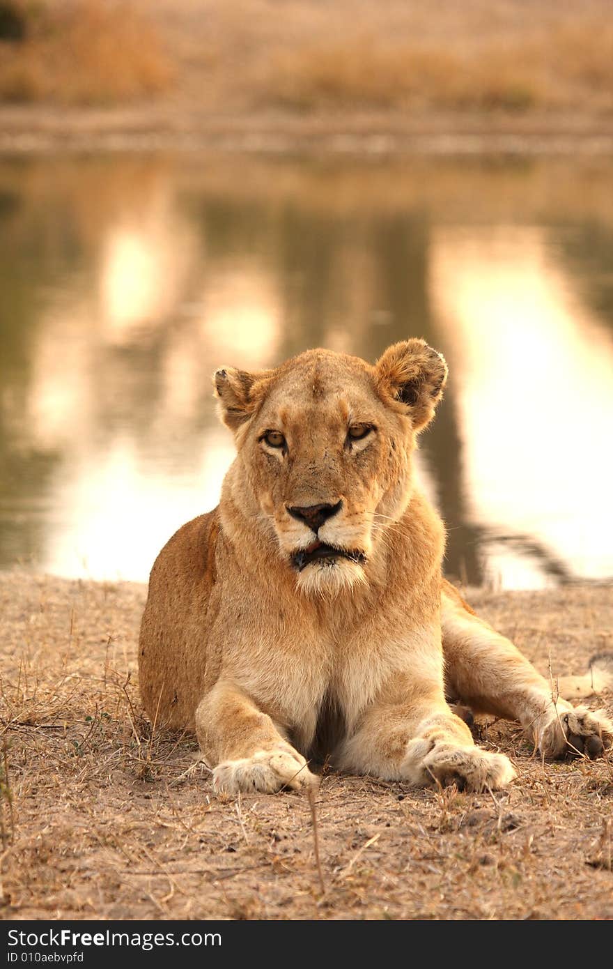 Lioness in Sabi Sands