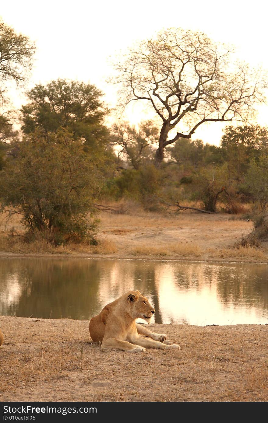 Lioness in Sabi Sands Reserve, South Africa