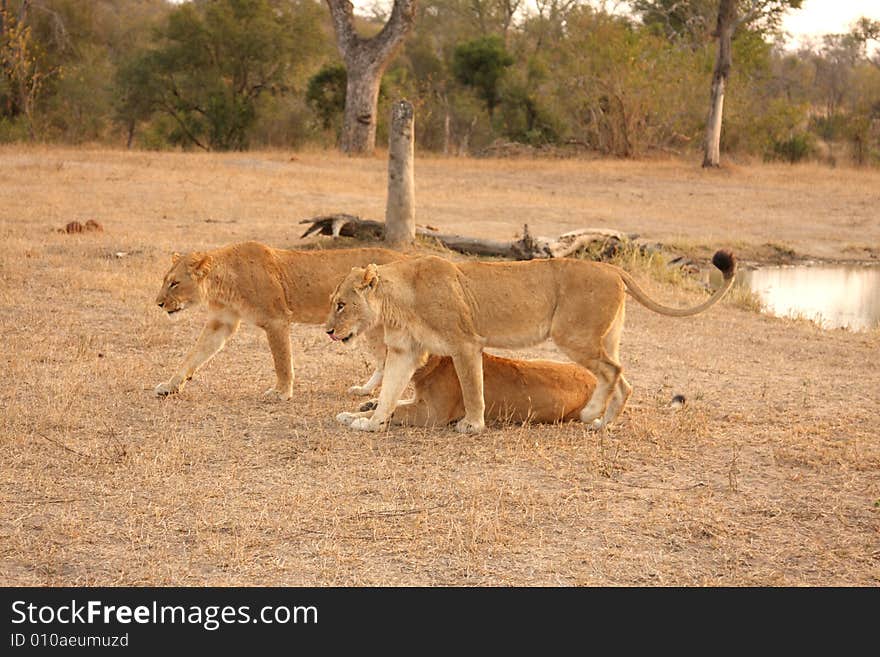 Lioness In Sabi Sands