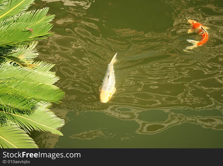 Koi fish in the garden pond.