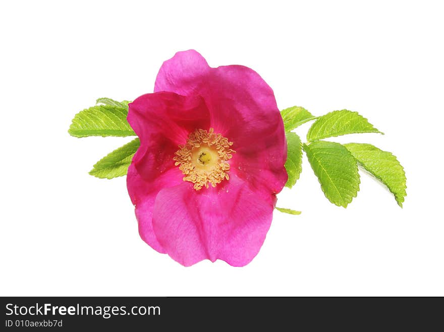 Magenta colored rose isolated on white. Magenta colored rose isolated on white