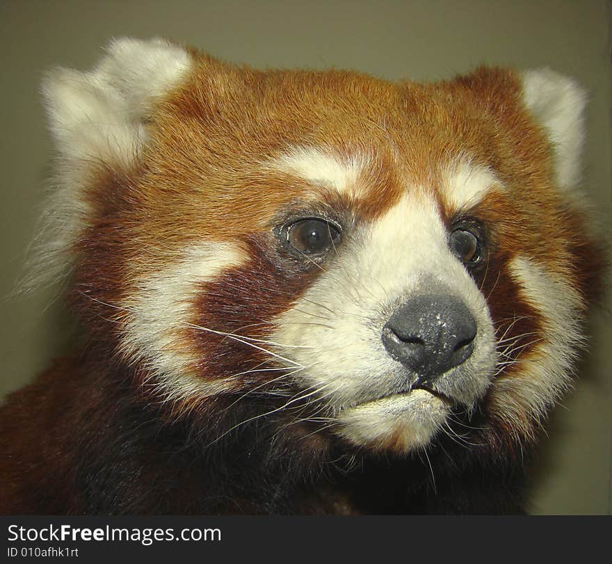 Red panda or small panda Ailurus fulgens the relative of raccoons, to bear have no attitude