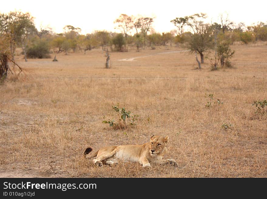 Lioness in Sabi Sands