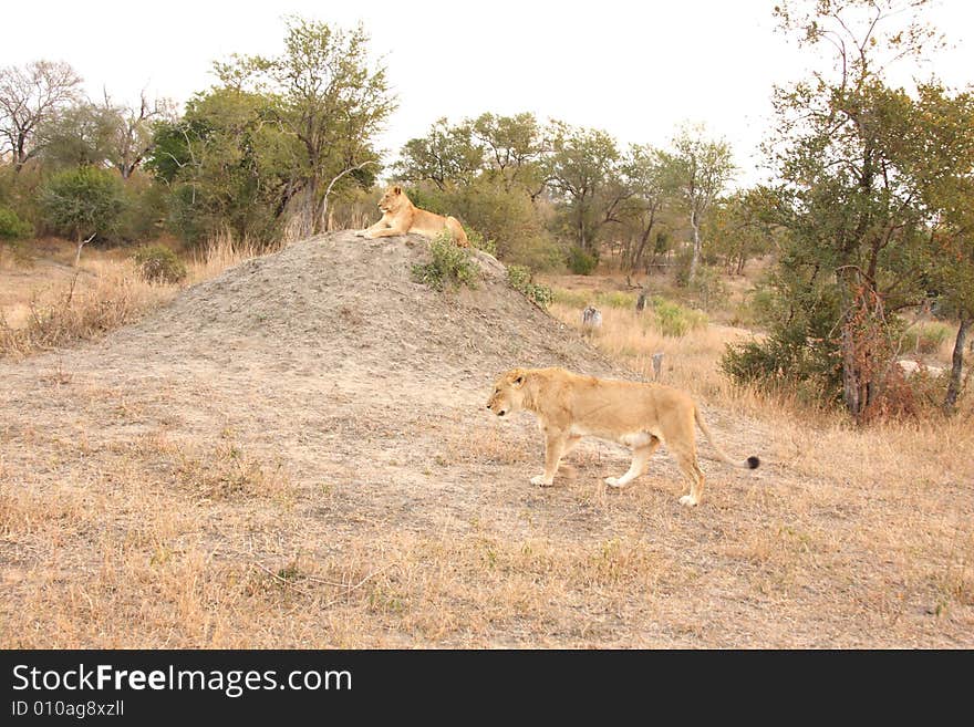 Lioness in Sabi Sands Reserve, South Africa