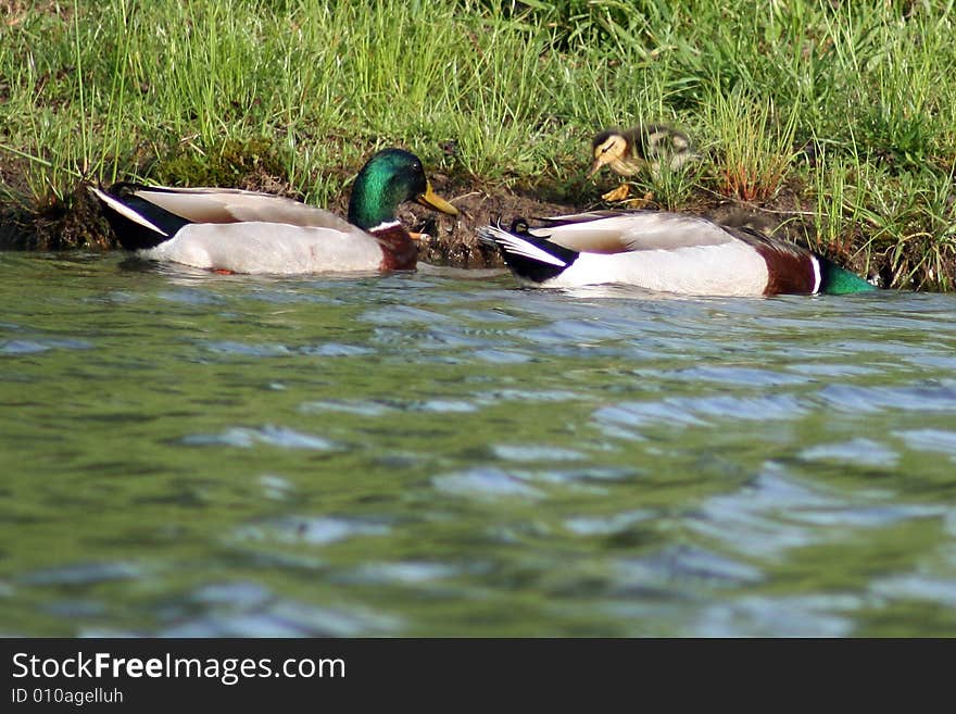 A duck family at the edge of the water