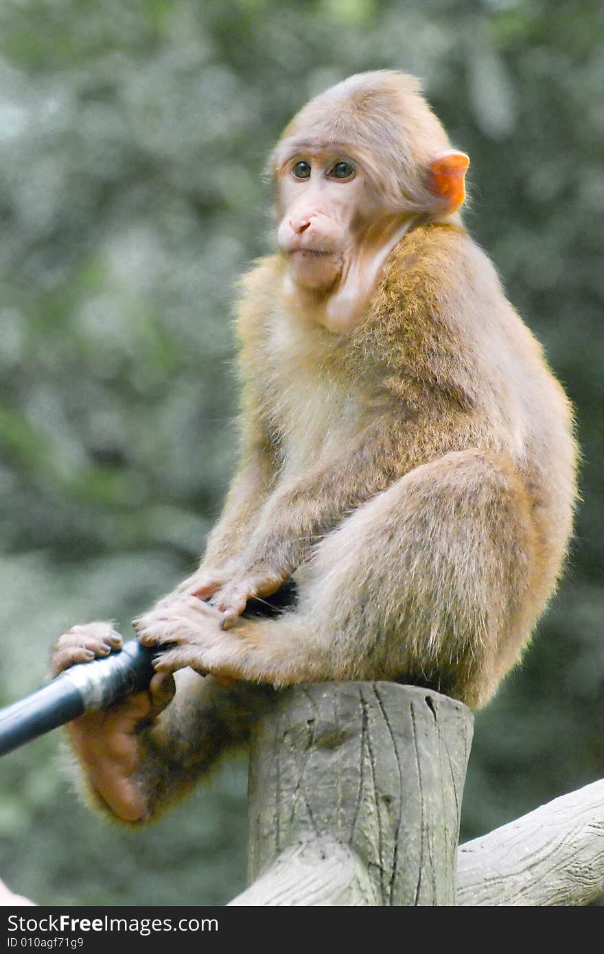 Monkey sitting on a pole gripping a pole