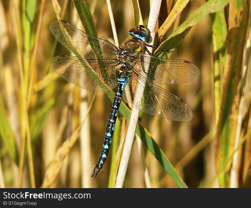 Blue dragonfly sit on reed (Aeshna cyanea)