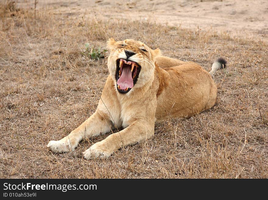 Lioness in Sabi Sands