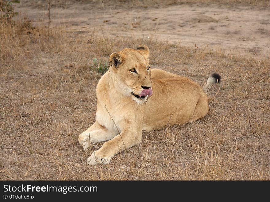 Lioness in Sabi Sands