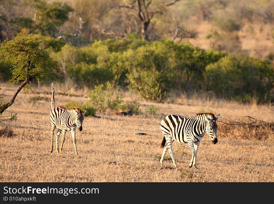 Zebra in Sabi Sands