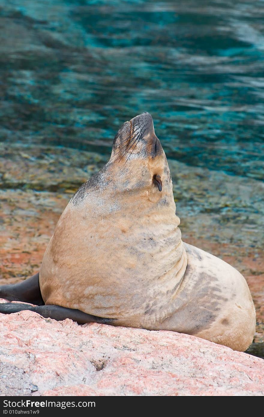 Lazy seal taking it easy